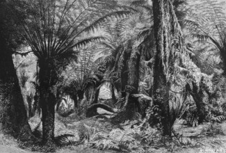 Dense vegetation in a tropical rainforest, ferns and araucaria, tropical climate, Australia,
