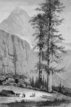 Giant spruce trees in California, mountain landscape, Rocky Mountains, wooden huts, horse,