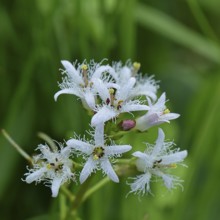Menyanthes trifoliata or bitter clover, medicinal plant, close-up of a flower in a meadow,