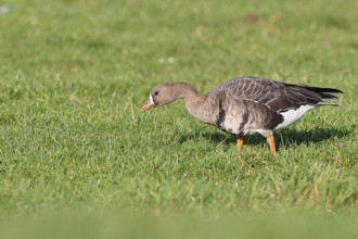 White-fronted goose (Anser albifrons), grazing, feeding in the wintering area in a meadow,