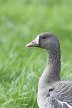 White-fronted goose (Anser albifrons), standing in a meadow in the wintering area, animal portrait,
