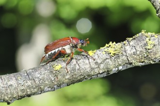 May beetle, wood cockchafer (Melolontha hippocastani), female, on a branch covered with lichen,