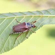 May beetle, wood cockchafer (Melolontha hippocastani), male, on leaf of a horse chestnut (Aesculus