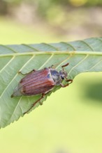 May beetle, wood cockchafer (Melolontha hippocastani), male, on leaf of a horse chestnut (Aesculus