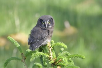 Great horned owl (Aegolius funereus), young bird sitting on the top of a spruce, European spruce
