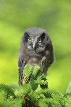 Great horned owl (Aegolius funereus), young bird sitting on the top of a spruce, European spruce