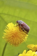 Cockchafer, field cockchafer (Melolontha melolontha), female on a dandelion (Taraxacum) flower,