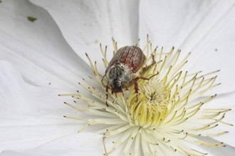 Cockchafer, field cockchafer (Melolontha melolontha), female on a clematis flower, Wilnsdorf, North