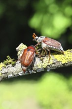 May beetle, wood cockchafer (Melolontha hippocastani), male and female, on a lichen-covered branch,