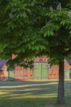 View through a chestnut tree onto a farm, Böhme, Heidekreis, Rethem Aller, Leine Aller Tal, Lower