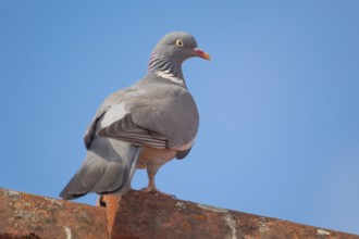 A wood pigeon (Columba palumbus) sitting on the roof ridge of a house, animal photo, bird, bird
