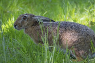A hare (Lepus europaeus) sits slightly crouched in the grass, animal photo, nature photo, wildlife,