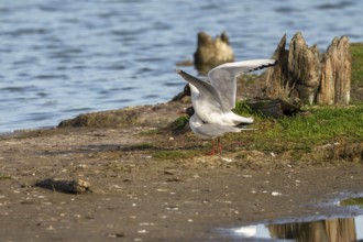 Black-headed gull (Larus ridibundus), Koppola, Texel, province of North Holland, Netherlands