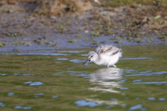 Avocet (Recurvirostra avosetta), chick has caught a crab in the water, Texel, province of North