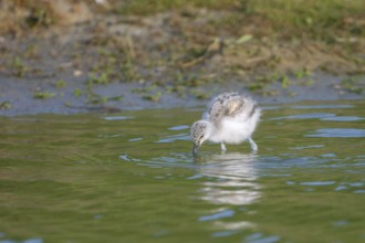 Avocet (Recurvirostra avosetta), chick foraging in the water, Texel, province of North Holland,