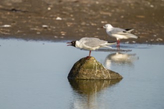 Black-headed gull (Larus ridibundus), sitting on a stone and calling, Texel, province of North