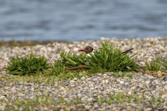 Black-headed gull (Larus ridibundus), sitting concealed on its nest, Texel, Netherlands