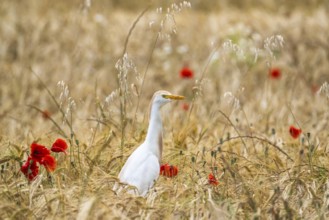 Cattle Egret, Bubulcus Ibis, bird in a field of grain and Red poppies