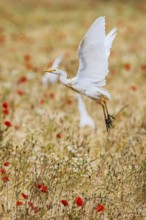 Cattle Egret, Bubulcus Ibis, bird in a field of grain and Red poppies