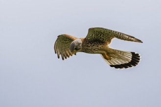 Common Kestrel, Falco tinnunculus, bird in flight