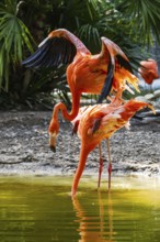 American flamingo, Phoenicopterus ruber, pair of birds during copulation