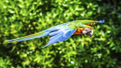 Blue-and-yellow macaw, Ara ararauna, bird in flight