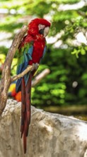 Red-and-green macaw, Ara chloropterus