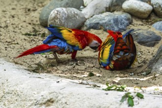 Scarlet macaw, Ara macao