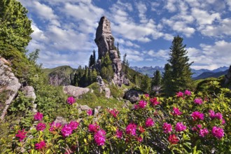 Alpine roses in bloom (Rhododendron ferrugineum), with a striking rocky outcrop behind, in the Murg