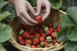 Woman's hands placing fresh strawberries into a basket. Concept for harvest, organic farming, and