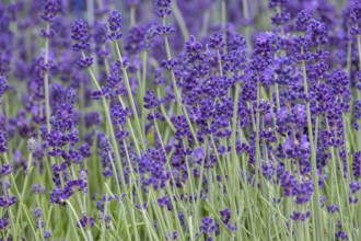 Flowering lavender (Lavandula), North Rhine-Westphalia, Germany