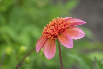 Dahlia (Dahlia), North Rhine-Westphalia, Germany