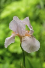 Close-up of an iris flower with delicate pink petals against a soft green background, MÃ¼nsterland,