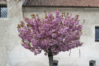 Flowering almond tree (Prunus dulcis), Bolzano, Italy