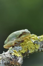 European tree frog (Hyla arborea) sitting on a lichen-covered branch in its natural environment,