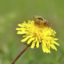 European tree frog (Hyla arborea) sitting on a yellow dandelion flower (TarÃ¡xacum), close-up, Lake