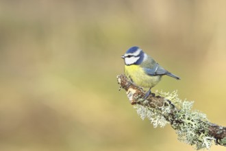 Blue tit (Parus caeruleus), sitting on a branch overgrown with reindeer lichen (Cladonia