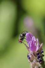 Golden fly (Lucilia caesar) on a flower of Common lavender (Lavandula angustifolia), close-up,