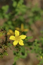 Common St John's wort (Hypericum perforatum), spotted St John's wort or common St John's wort