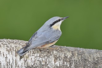 Nuthatch (Sitta europaea) sitting on a fallen birch trunk, Animals, Birds, Siegerland, North