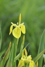 Marsh iris (Iris pseudacorus), yellow flower in a pond, Wilnsdorf, North Rhine-Westphalia, Germany