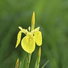 Marsh iris (Iris pseudacorus), yellow flower in a pond, Wilnsdorf, North Rhine-Westphalia, Germany