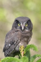 Great horned owl (Aegolius funereus), young bird sitting on the top of a spruce, European spruce