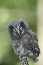 Great horned owl (Aegolius funereus), young bird sitting on a branch, Rothaargebirge, Rothaarsteig,