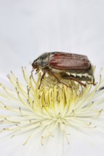 Cockchafer, field cockchafer (Melolontha melolontha), female on a clematis flower, Wilnsdorf, North