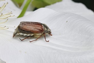 Cockchafer, field cockchafer (Melolontha melolontha), female on a clematis flower, Wilnsdorf, North