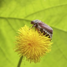 Cockchafer, field cockchafer (Melolontha melolontha), female on a dandelion (Taraxacum) flower,