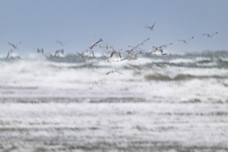 Herring gulls (Larus argentatus) in flight over the surf looking for starfish, wipe image, long