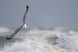 Herring gull (Larus argentatus) in flight over the surf looking for starfish, Hvide Sande, North