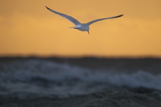 Herring gull (Larus argentatus) in flight over the surf looking for starfish, evening mood, Hvide